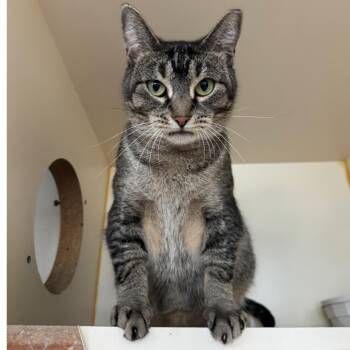 Rescue Domestic Short Hair Cats for Adoption in Mokena, Illinois - Daisy | PetCurious