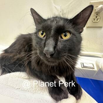 Ronald -  Domestic Medium Hair Cat for Adoption in Oshkosh, Wisconsin - Ronald | PetCurious