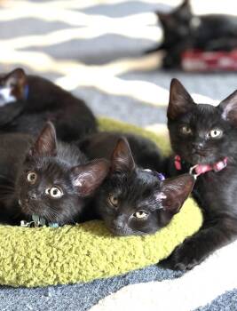 Sahara -  Domestic Short Hair Cat for Adoption in Port Chester, New York - Sahara | PetCurious