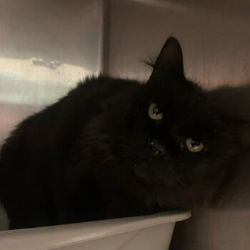 Rescue Domestic Long Hair Cats for Adoption in Stephenville, Texas - Flap Jack | PetCurious