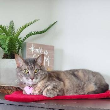 Domestic Short Hair Cats Available for Adoption in San Diego, California - Luna | PetCurious