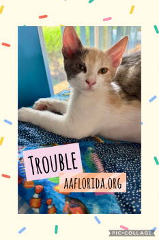 Rescue Dilute Calico and Domestic Short Hair Cats for Adoption in Pensacola, Florida - Trouble | PetCurious