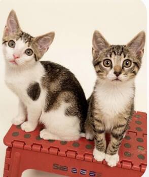 Jack & Jill BONDED -  Abyssinian and Domestic Short Hair Cat for Adoption in Boca Raton, Florida - Jack & Jill BONDED | PetCurious