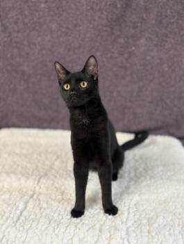 Rescue Domestic Short Hair Cats for Adoption in Upper Sandusky, Ohio - Donkey | PetCurious