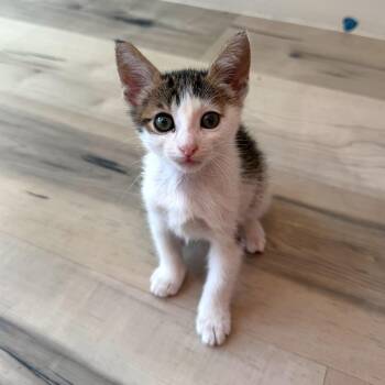 Pomegranate 24 -  Domestic Short Hair Cat for Adoption in Austin, Texas - Pomegranate 24 | PetCurious