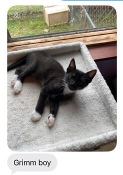 Grimm -  Domestic Short Hair Cat for Adoption in Mustang, Oklahoma - Grimm | PetCurious
