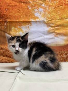 Rescue Domestic Short Hair Cats for Adoption in San Antonio, Texas - Molly Mushroom | PetCurious