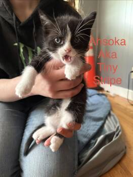 Ahsoka -  Domestic Short Hair Cat Available for Adoption in Springfield, Massachusetts - Ahsoka | PetCurious