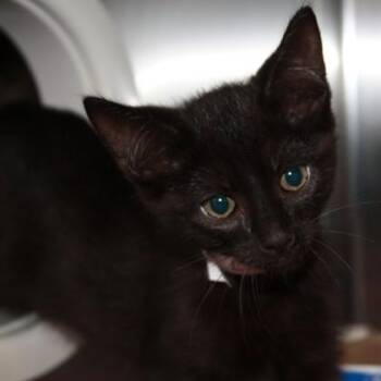 Lief -  Domestic Short Hair Cat for Adoption in Richmond, Virginia - Lief | PetCurious
