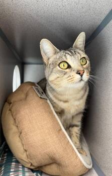 Maui -  Domestic Short Hair Cat for Adoption in Gardnerville, Nevada - Maui | PetCurious
