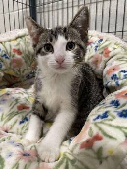 Clark -  Domestic Short Hair Cat for Adoption in Jackson, Michigan - Clark | PetCurious