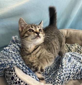 George -  Tabby Cat for Adoption in Palmyra, Virginia - George | PetCurious
