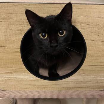 Rescue Domestic Short Hair Cats for Adoption in Evanston, Illinois - Adriana | PetCurious