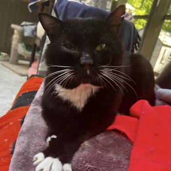 Domestic Short Hair Cats Available for Adoption in Maple Ridge, British Columbia - Ken Jennings | PetCurious