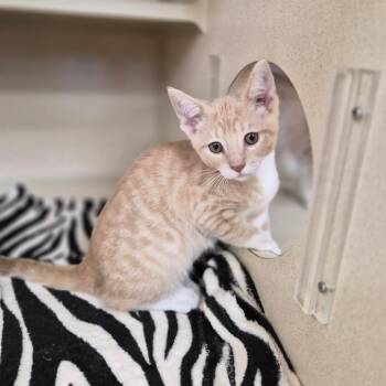 Ernie -  Domestic Short Hair Cat for Adoption in Woodstock, Illinois - Ernie | PetCurious