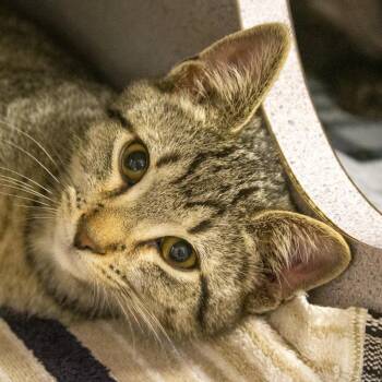 Domestic Short Hair Cats Available for Adoption in Evansville, Indiana - Hank | PetCurious