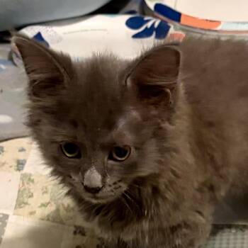 Gertie -  Domestic Long Hair Cat for Adoption in Houghton Lake, Michigan - Gertie | PetCurious