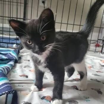Miss Patty -  Domestic Short Hair Cat Available for Adoption in Woodbury, New Jersey - Miss Patty | PetCurious