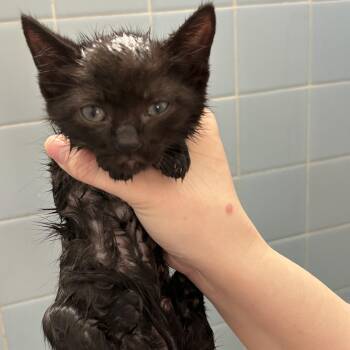 Domestic Short Hair Cats Available for Adoption in Little Mountain, South Carolina - Elton John | PetCurious