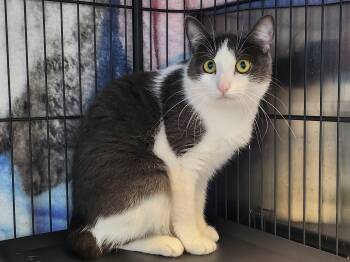 Pippa -  Domestic Short Hair Cat for Adoption in Stanley, Virginia - Pippa | PetCurious