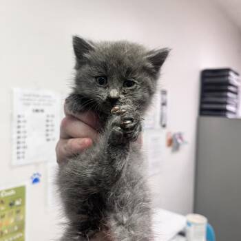 Willow -  Domestic Medium Hair Cat for Adoption in Charleston, West Virginia - Willow | PetCurious