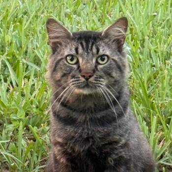 Mozart -  Domestic Medium Hair Cat for Adoption in Titusville, Florida - Mozart | PetCurious