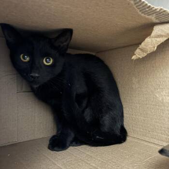 Nina -  Domestic Short Hair Cat for Adoption in Windsor, Virginia - Nina | PetCurious