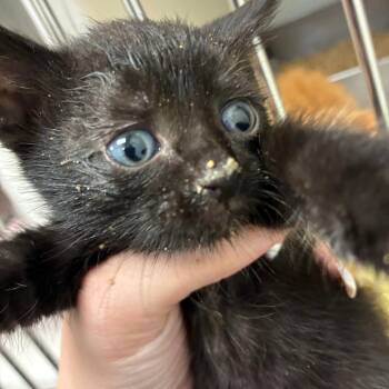 Kitten 5 -  Domestic Short Hair Cat for Adoption in Harrisonburg, Virginia - Kitten 5 | PetCurious