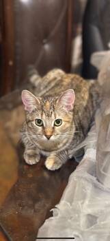 Rescue Domestic Short Hair Cats for Adoption in Dallas, Texas - Malia | PetCurious
