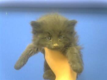 Domestic Short Hair Cats Available for Adoption in Albuquerque, New Mexico - SCAT | PetCurious
