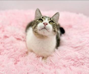 Rescue Domestic Short Hair Cats for Adoption in Covington, Louisiana - Gutter | PetCurious