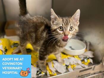 MIRASOL -  Domestic Short Hair Cat for Adoption in Fort Wayne, Indiana - MIRASOL | PetCurious
