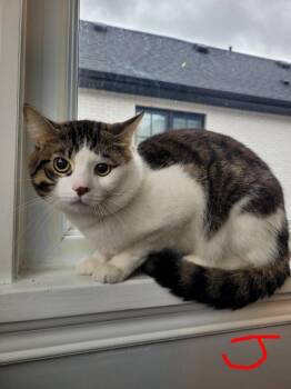 Tabby Cats Available for Adoption - Jake Bonded With Finn | PetCurious