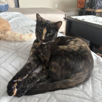 Rescue Calico and Domestic Short Hair Cats for Adoption in Wanaque, New Jersey - Gemma & Georgie | PetCurious