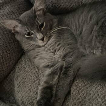 Lady Grey -  Domestic Long Hair Cat for Adoption in Houston, Texas - Lady Grey | PetCurious