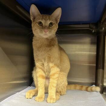Tia -  Domestic Short Hair Cat for Adoption in Pauls Valley, Oklahoma - Tia | PetCurious