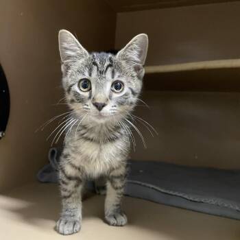Benny -  Domestic Short Hair Cat for Adoption in Madisonville, Kentucky - Benny | PetCurious