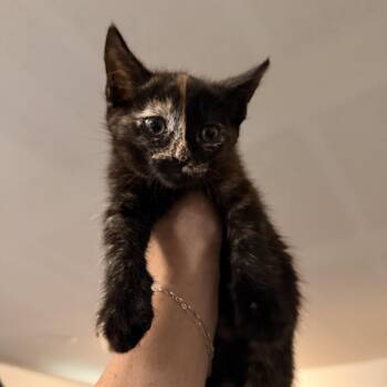 Domestic Short Hair Cats Available for Adoption in Norco, California - Licorice | PetCurious
