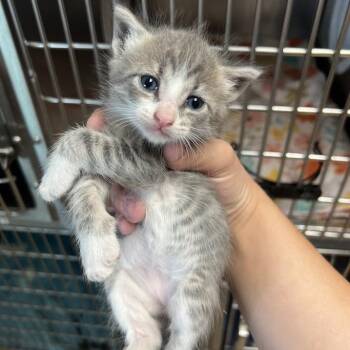 Domestic Short Hair Cats Available for Adoption in Redwood City, California - Doc | PetCurious