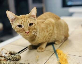 Rescue Domestic Short Hair Cats for Adoption in Pegram, Tennessee - SOCKTOPUS | PetCurious