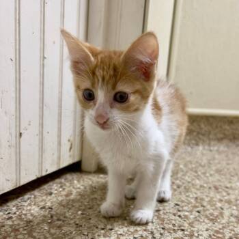 Rescue American Shorthair Cats for Adoption in Donalsonville, Georgia - Crush | PetCurious