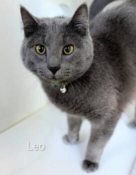 Domestic Short Hair Cats Available for Adoption in Greenfield, Indiana - Leo | PetCurious