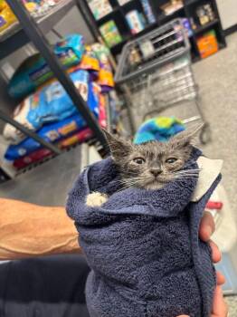 Crumpet -  Abyssinian Cat for Adoption in Mustang, Oklahoma - Crumpet | PetCurious