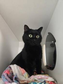 Sara -  Domestic Short Hair Cat for Adoption in Savannah, Georgia - Sara | PetCurious