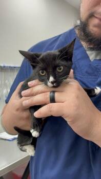 Moonquak -  Domestic Short Hair Cat for Adoption in Marietta, Georgia - Moonquak | PetCurious
