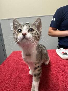 TRAFFIC CONE -  Domestic Short Hair Cat for Adoption in Leesburg, Virginia - TRAFFIC CONE | PetCurious