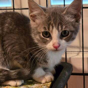 Domestic Short Hair and American Bobtail Cats Available for Adoption in Austin, Texas - Vickie | PetCurious