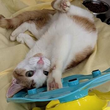 George -  Domestic Short Hair Cat for Adoption in Buffalo, New York - George | PetCurious
