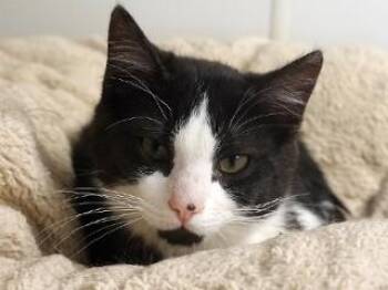 Tibbs -  Domestic Short Hair Cat for Adoption in Butte, Montana - Tibbs | PetCurious