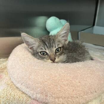 Ohagi -  Domestic Short Hair Cat for Adoption in Los Angeles, California - Ohagi | PetCurious